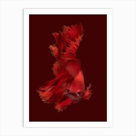 Red Betta Fish in Line Sketch Art Print