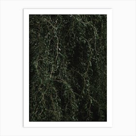 Wall Of Green Branches And Leaves Art Print