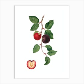 Vintage Apricot Botanical Illustration on Pure White Art Print
