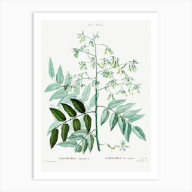 Japanese Pagoda Tree, Pierre Joseph Redoute Art Print