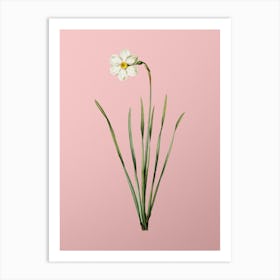 Vintage Narcissus Poeticus Botanical on Soft Pink n.0602 Art Print