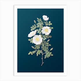 Vintage White Burnet Roses Botanical Art on Teal Blue n.0269 Art Print