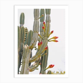 Tall Cactus Flowers Art Print