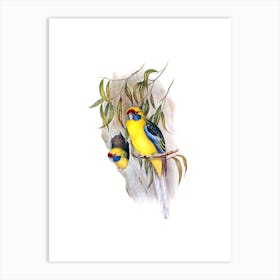 Vintage Yellow Bellied Parakeet Bird Illustration on Pure White n.0051 Art Print