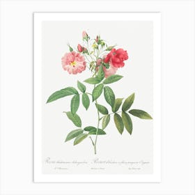Subcorymbose Hudson Rose, Pierre Joseph Redoute Art Print