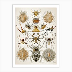 Vintage Haeckel 1 Tafel 66 Spinnentiere Art Print