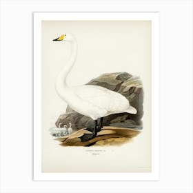 Whooper Swan (Cygnus Cygnus), The Von Wright Brothers Art Print