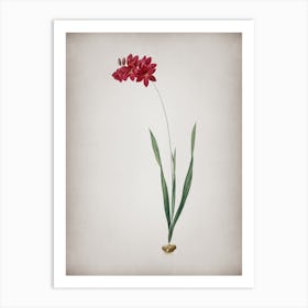 Vintage Ixia Filiformis Botanical on Parchment n.0193 Art Print