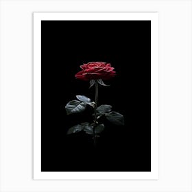 Rose On A Black Background 7 Art Print