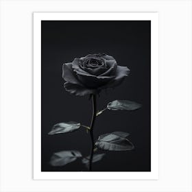 Black Rose 12 Art Print