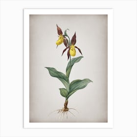 Vintage Lady's Slipper Orchid Botanical on Parchment n.0234 Art Print