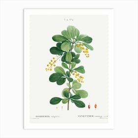 Common Barberry, Pierre Joseph Redoute Art Print