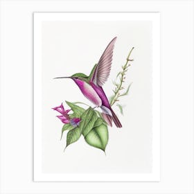 Costa S Hummingbird Quentin Blake Illustration Art Print