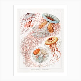 Discomedusae–Scheibenquallen, Ernst Haeckel Art Print