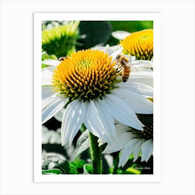 Honeybee On A Flower Art Print