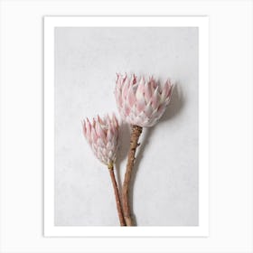 Minimal Pink Proteas Art Print