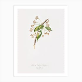 Cherry Plum Flower (Mirabolano) From Pomona Italiana (1817 - 1839), Giorgio Gallesio Art Print