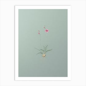 Vintage Ixia Crispa Botanical Art on Mint Green n.0134 Art Print