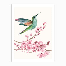 Hummingbird On Cherry Blossom Art Print