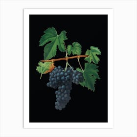 Aaace Vintage Lacrima Grapes Botanical Illustration On Solid Black Art Print