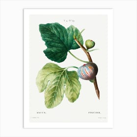 Figs (Ficus), Pierre Joseph Redoute Art Print