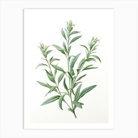 Tarragon Vintage Botanical Herbs 0 Art Print