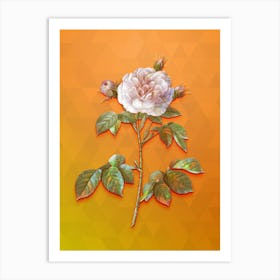 Vintage Rosa Alba Botanical Art on Tangelo n.1143 Art Print