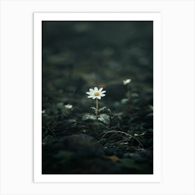 Single Flower In The Dark 53 Art Print