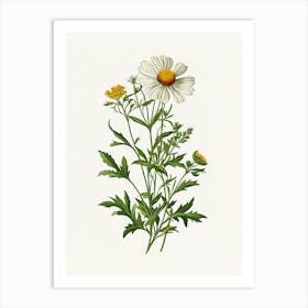 Vintage Botanical Galleria Style Wildflower Painting 23 Art Print