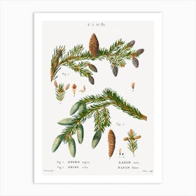 Black Spruce, Pierre Joseph Redoute Art Print