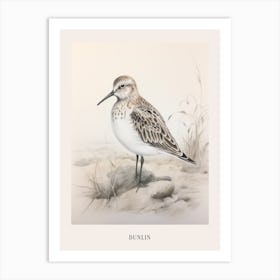 Vintage Bird Drawing Dunlin 1 Poster Art Print