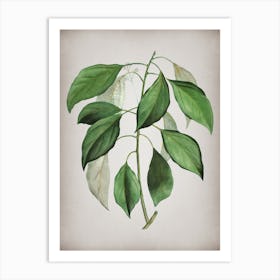 Vintage Camphor Tree Botanical on Parchment n.0821 Art Print