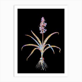 Stained Glass Scilla Patula Mosaic Botanical Illustration on Black Art Print