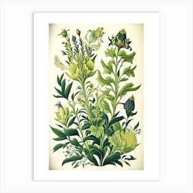 Lysimachia Floral 2 Botanical Vintage Poster Flower Art Print