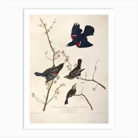 Redwinged Starling, John James Audubon Art Print