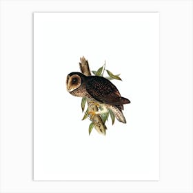 Vintage Sooty Owl Bird Illustration on Pure White n.0440 Art Print