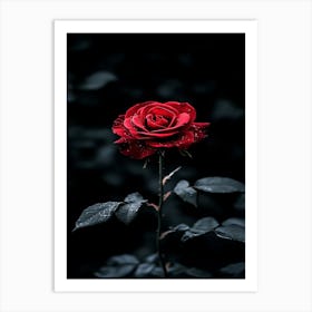 Dark Rose 81 Art Print