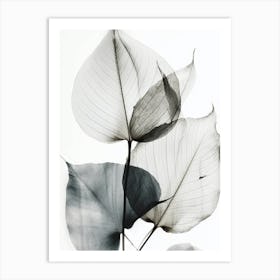 Black White Leaf Image 1 Art Print