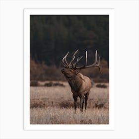 Western Bull Elk Art Print