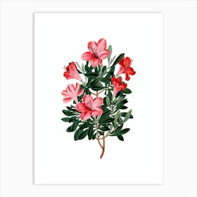 Vintage Brick Red Chinese Azalea Botanical Illustration on Pure White n.0068 Art Print