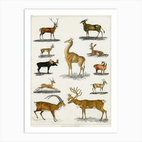 Collection Of Animal With Antlers, Oliver Goldsmith  Art Print