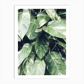 Philodendron Art Print