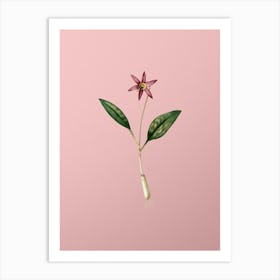 Vintage Erythronium Botanical on Soft Pink n.0953 Art Print