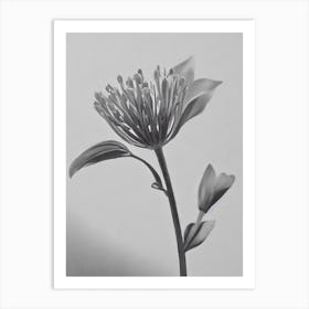 Lavender B&W Pencil 2 Flower Art Print