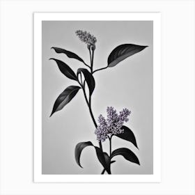 Lilac B&W Pencil 1 Flower Art Print