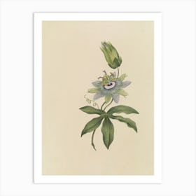 Passion Flower 1 Art Print