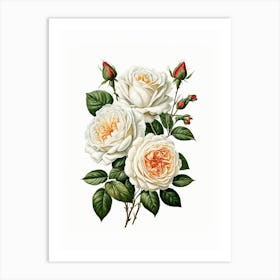 Vintage Galleria Style Rose Art Painting 2 Art Print