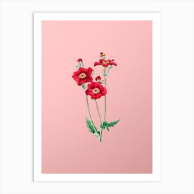 Vintage Chilian Guem Flower Botanical on Soft Pink n.0245 Art Print