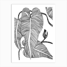 Phylodendron Art Print