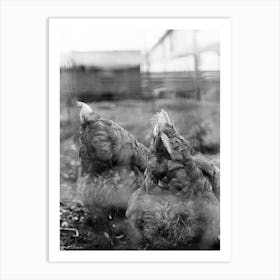 Chickens 001 Art Print